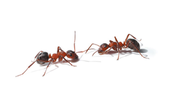 Anwendungsbild von I 1